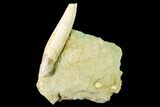 Fossil Whale Tooth in Sandstone - Bakersfield, California #144451-2